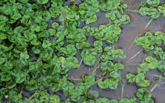 Ranunculus hederaceus