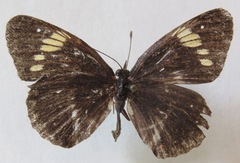 Chlosyne melanarge