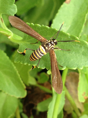 Horama panthalon texana
