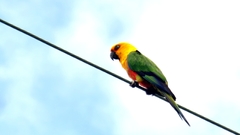 Aratinga jandaya