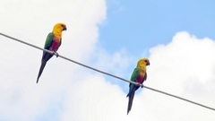 Aratinga jandaya