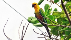Aratinga jandaya