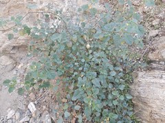 Physalis crassifolia