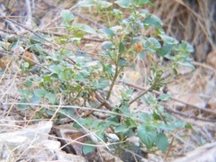 Physalis crassifolia