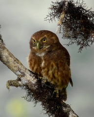 Glaucidium jardinii