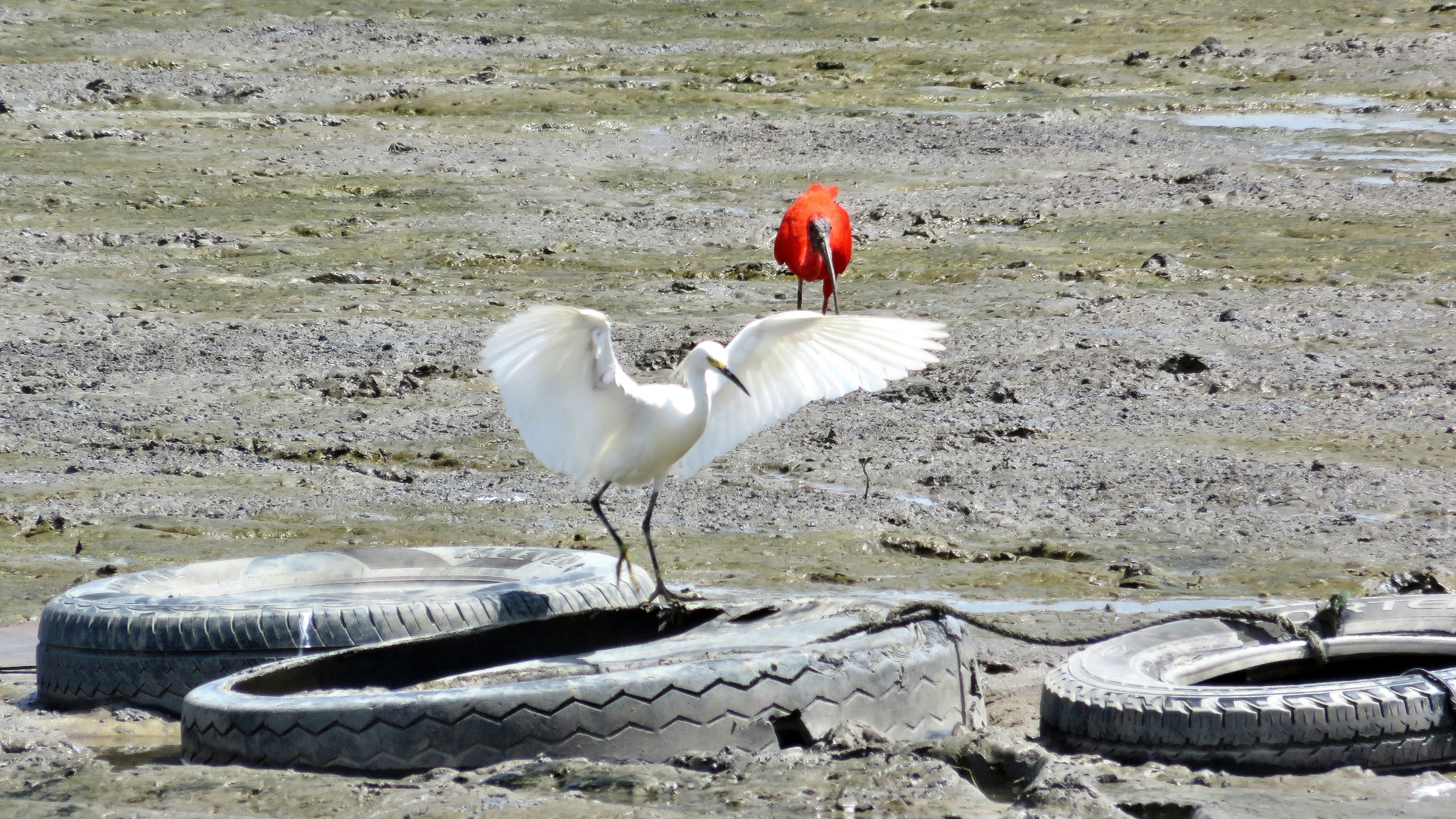 Scarlet Ibis