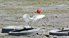 Eudocimus ruber