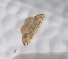 Stegania trimaculata