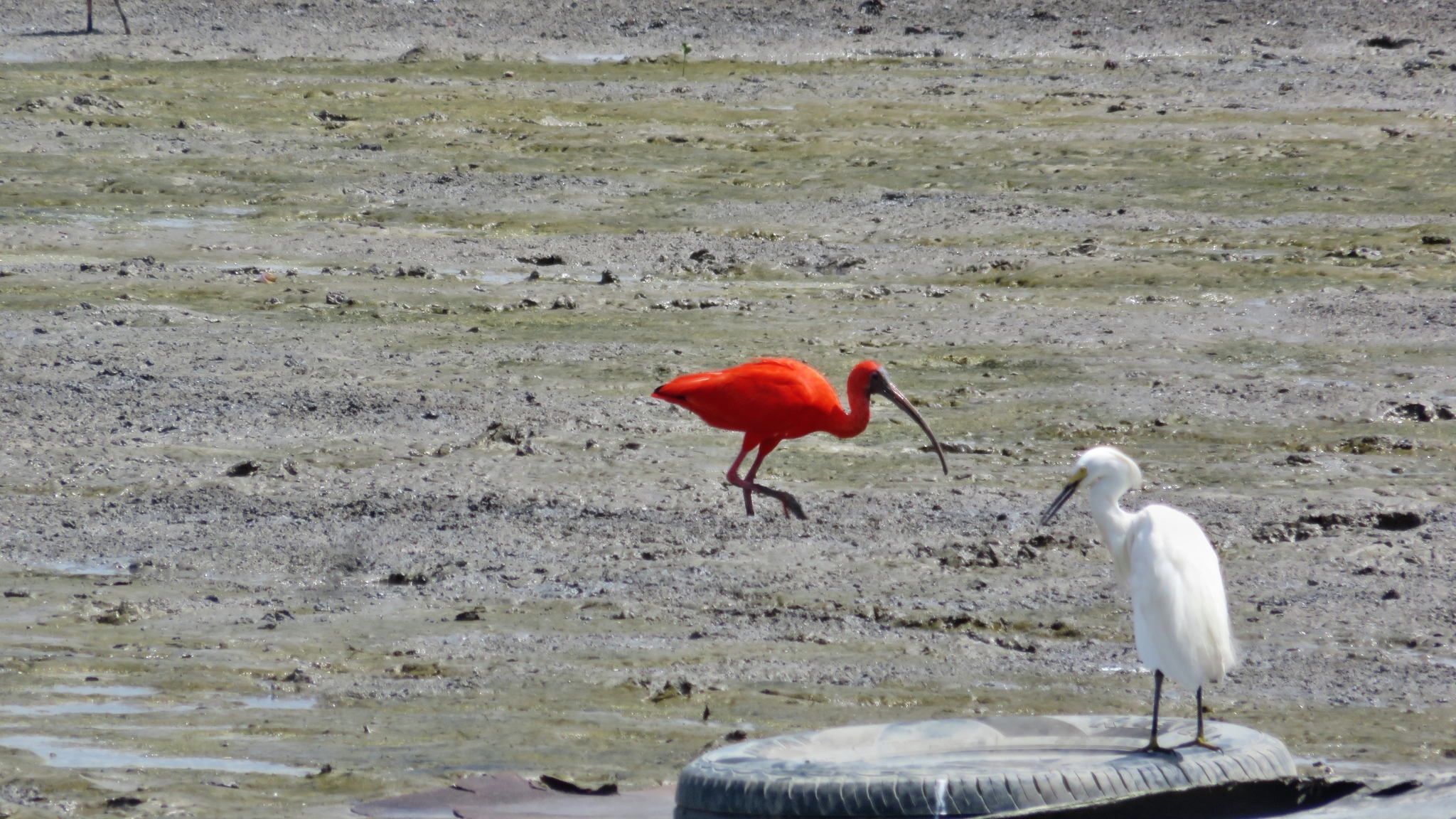 Scarlet Ibis