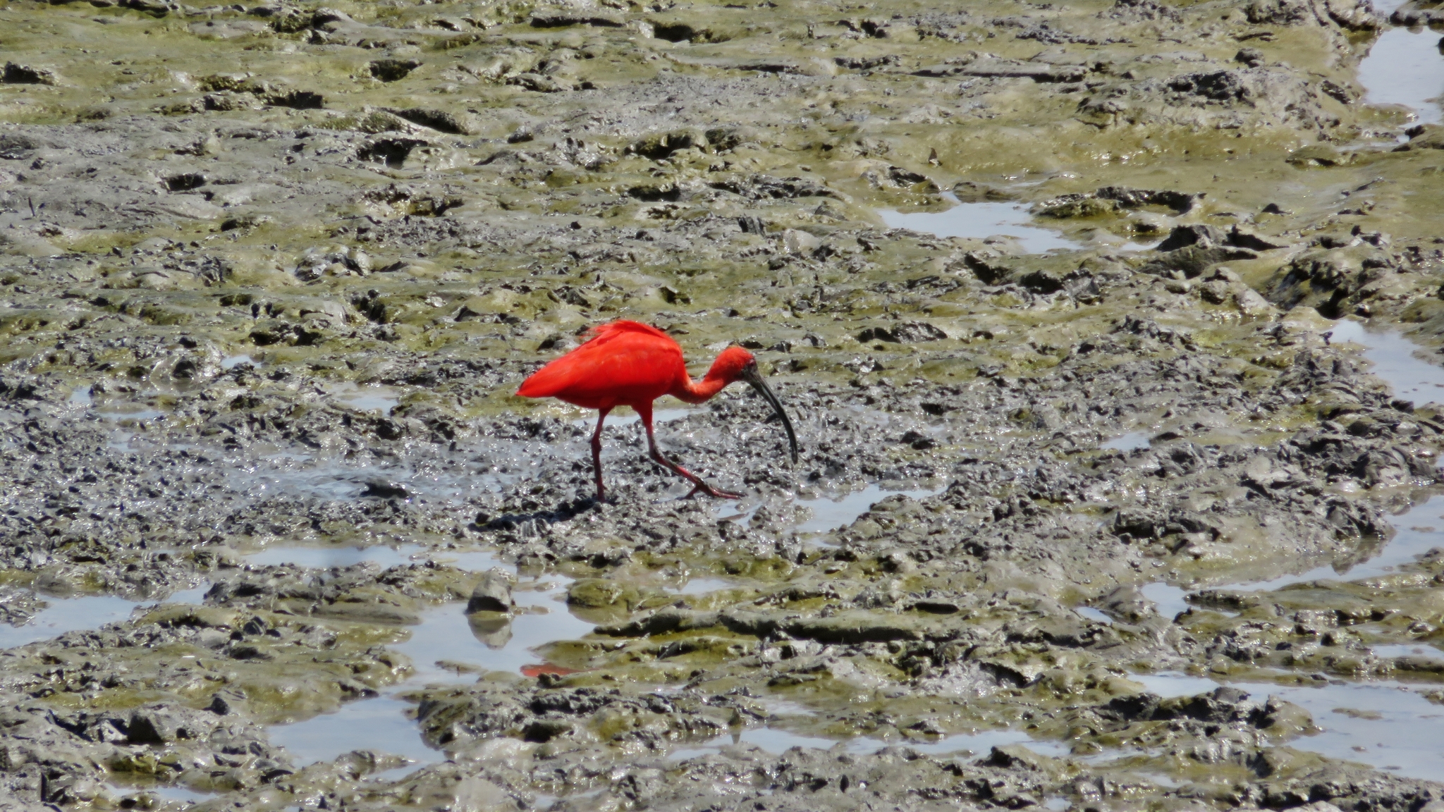 Scarlet Ibis