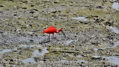 Eudocimus ruber