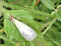 Oecanthus varicornis