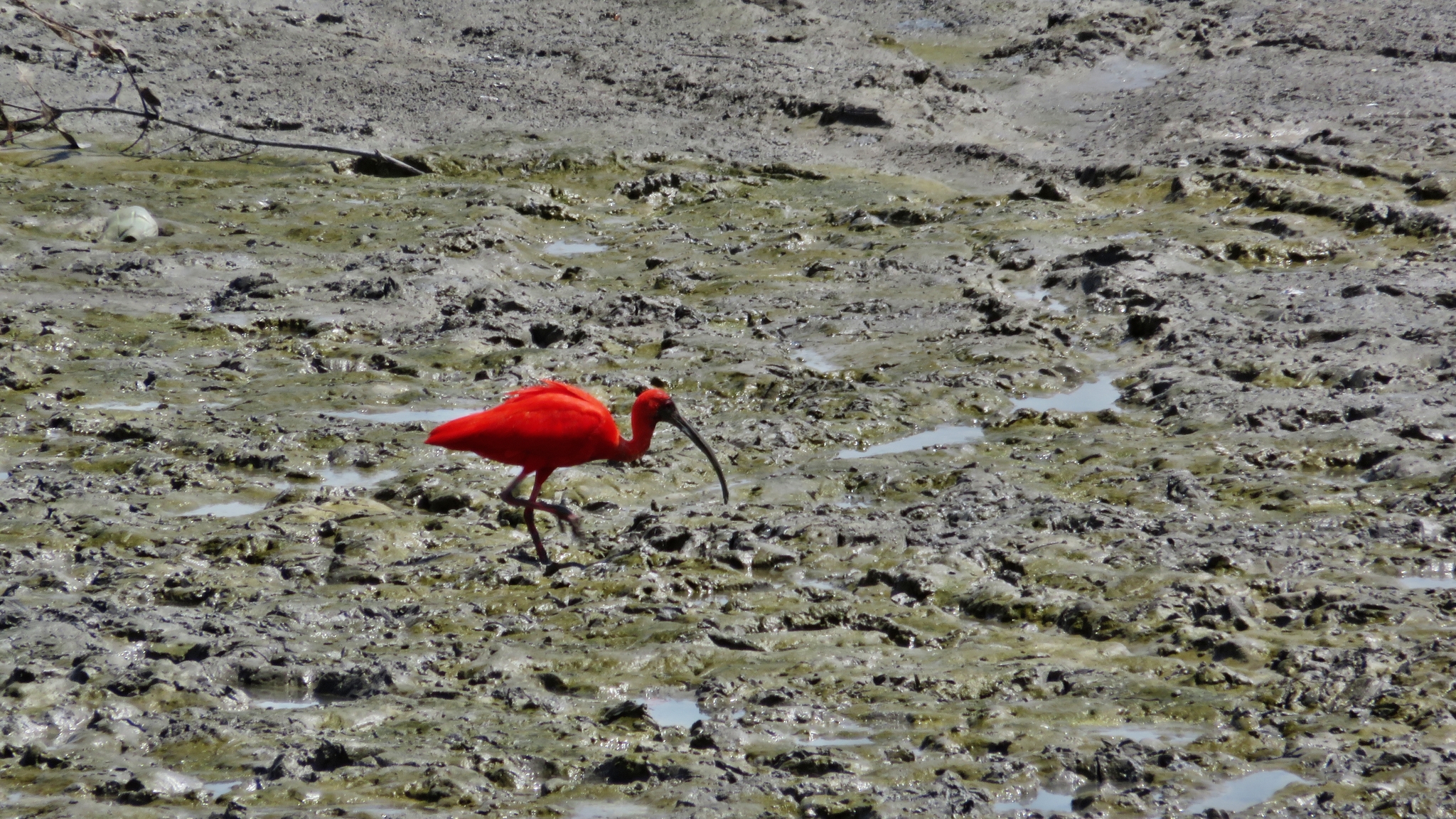 Scarlet Ibis