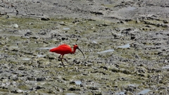 Eudocimus ruber