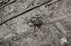 Araneus workmani