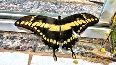 Heraclides thoas