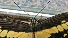 Heraclides thoas