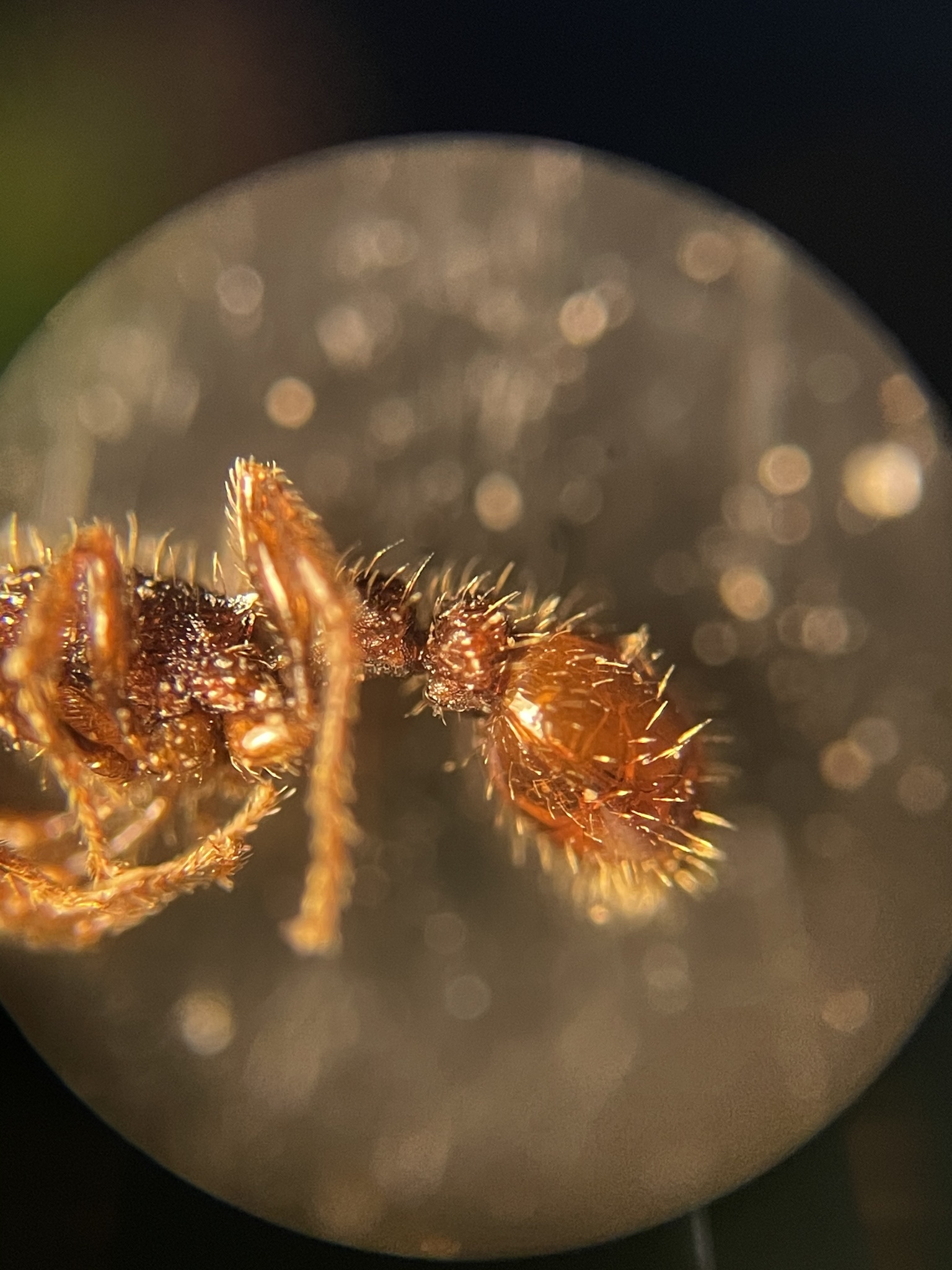 Tetramorium spinosum