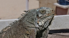 Iguana iguana