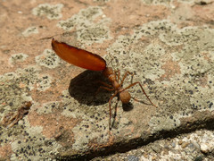 Acromyrmex coronatus
