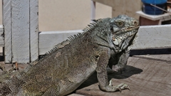 Iguana iguana