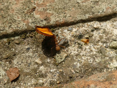 Acromyrmex coronatus