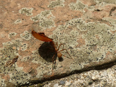 Acromyrmex coronatus