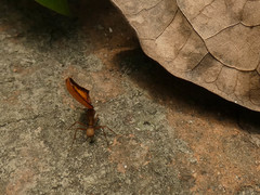 Acromyrmex coronatus