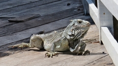 Iguana iguana