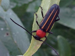 Mannophorus laetus