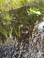 Lithobates virgatipes