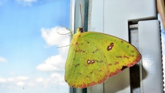 Lepidoptera
