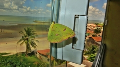 Lepidoptera
