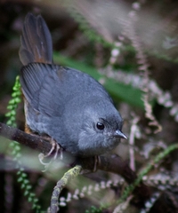 Scytalopus griseicollis