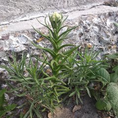 Pseudognaphalium viscosum