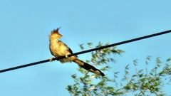 Guira guira