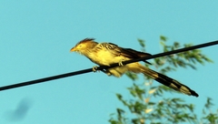 Guira guira