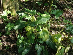 Arum maculatum
