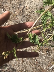 Scrophularia desertorum