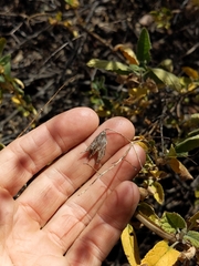 Lepechinia cardiophylla