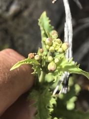 Scrophularia desertorum