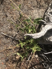 Scrophularia desertorum