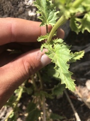Scrophularia desertorum