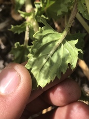 Scrophularia desertorum