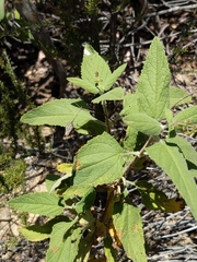 Lepechinia cardiophylla