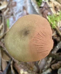 Entoloma holoconiotum