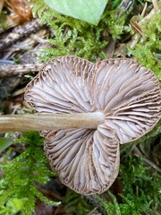 Entoloma holoconiotum