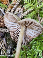 Entoloma holoconiotum