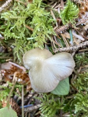 Entoloma holoconiotum
