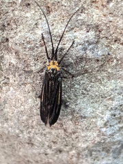 Nerophilus californicus